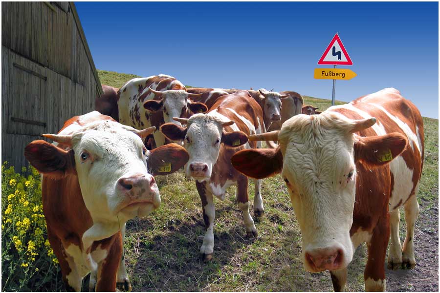 Kuh-hoch3