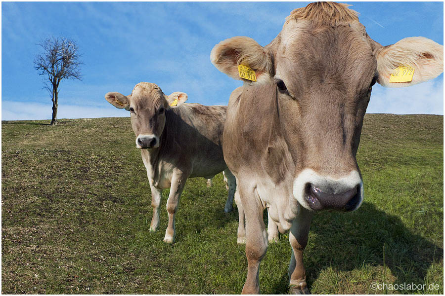 Kuh(HochZwei)