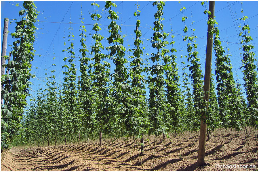 Hopfen... und Malz