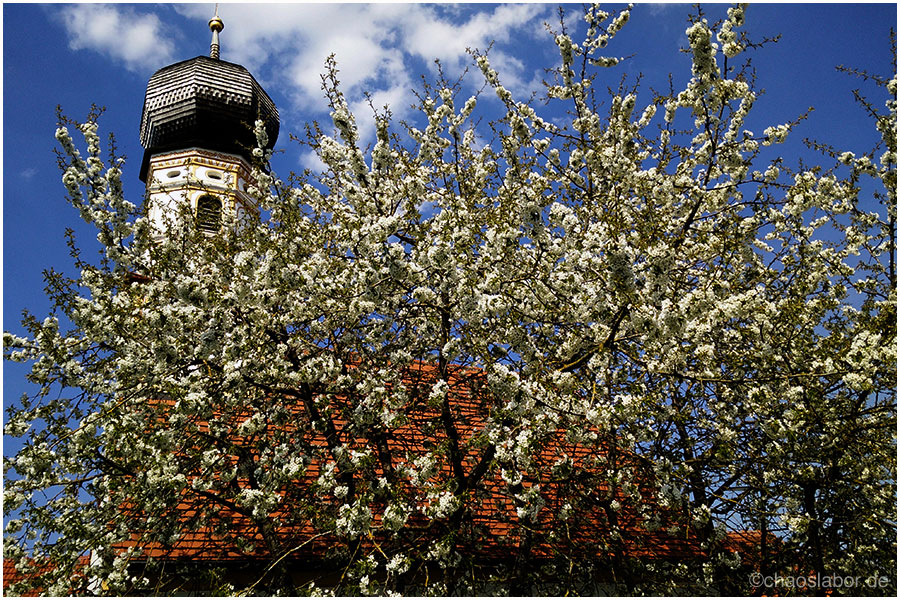 Kirchblüten